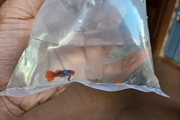 Image of: Neet Farm – Fishery & Aquaculture Supplies in Methukummal