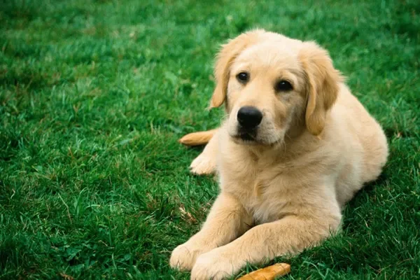 Image of: Nyasa Pet Store – Quality Pet Supplies in Manalikarai