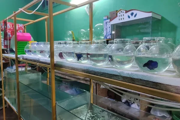 Image of: Oasis Aquarium – Vibrant Aquatic Life in Peyodu