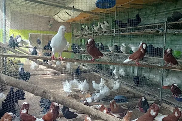 Image of: PMS Doves Valley – Premium Dove Breeding in Mancode