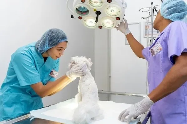 Image of: Parakkai Animal Hospital Quality Care for Your Pets