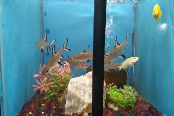 Image of: Prasanth Aquarium – Vibrant Aquatic Supplies in Painkulam