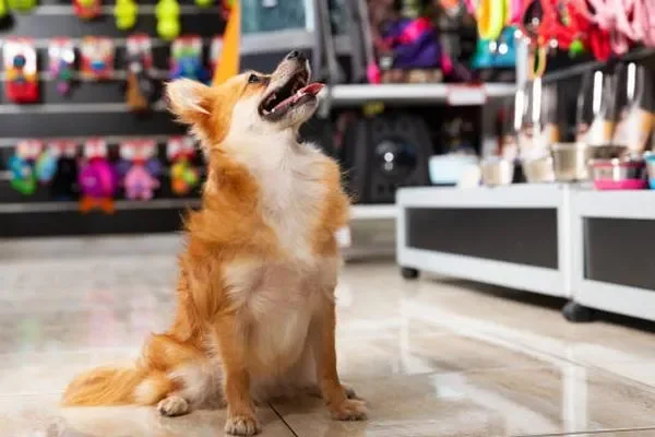 Image of: Prithvipets – Trusted Pet Store in Kaliyakkavilai