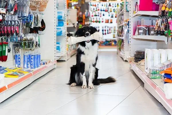 Image of: RS Pet Shop – Trusted Pet Supplies in Nagercoil