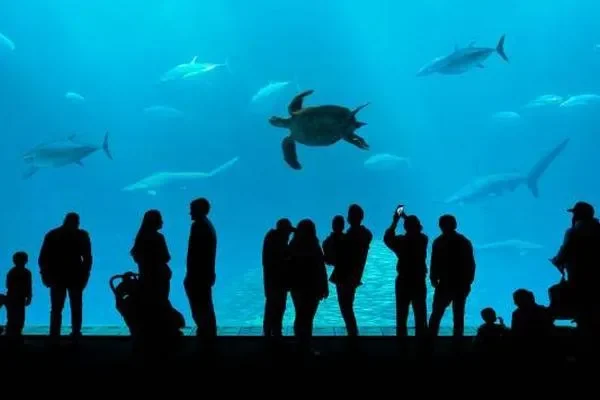 Image of: Rainbow Aquarium – Vibrant Fish Supplies in Nagercoil