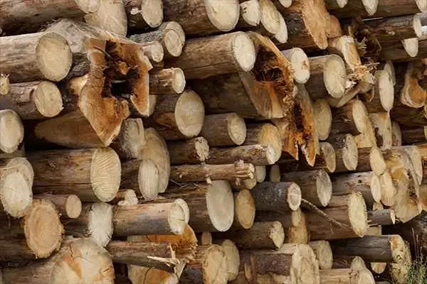 Image of: ROYAL TIMBERS