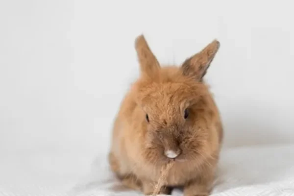 Image of: Ruthanya Rabbit Blood Hair Oil Benefits and Uses