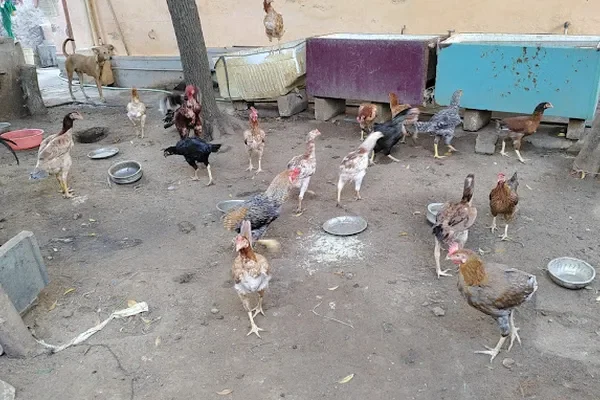 Image of: SAHA Aquatic Farm – Ornamental Fish Breeding in Nagercoil