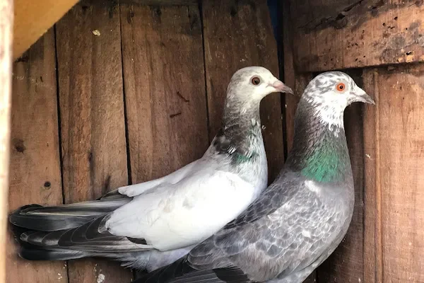 Image of: SJ Pigeon Ezhudesam – Trusted Bird Breeding in Ezhudesam