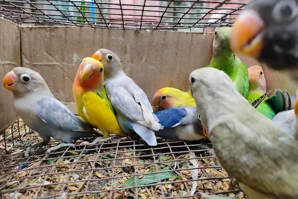 Image of: SMK Birds Farm – Expert Bird Breeding in Nagercoil