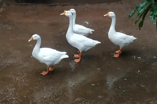 Image of: Sai Dora Petsshop – Quality Pet Supplies in Meenakshipuram