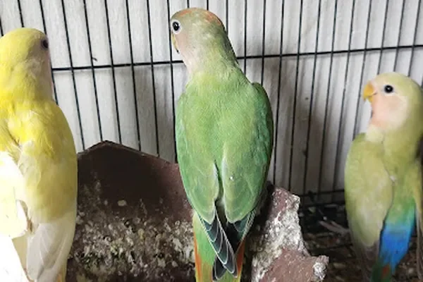 Image of: Satinet Aqua World – Vibrant Aquatic Supplies in Peyankuzhi