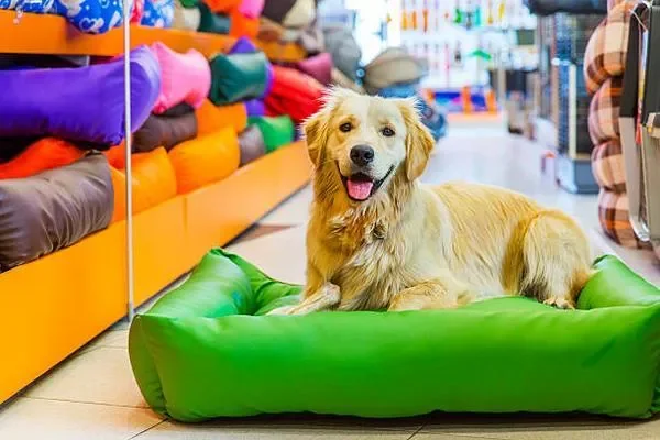 Image of: Sri Biks Feeds – Trusted Pet Feed Supplier in Nagercoil