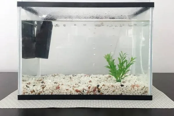 Image of: Star Aquarium – Vibrant Fish & Aquarium Supplies in Mandaikadu