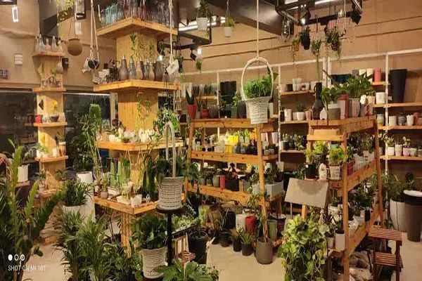 Image of: The Plant Planet