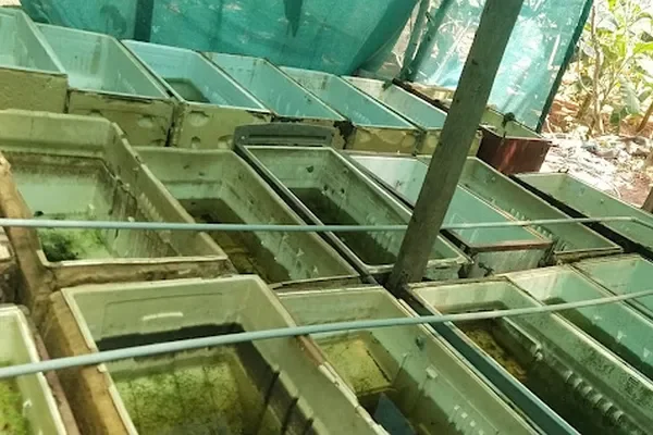 Image of: VSK Guppy Farm – Quality Guppy Fish in Mangalakuntu