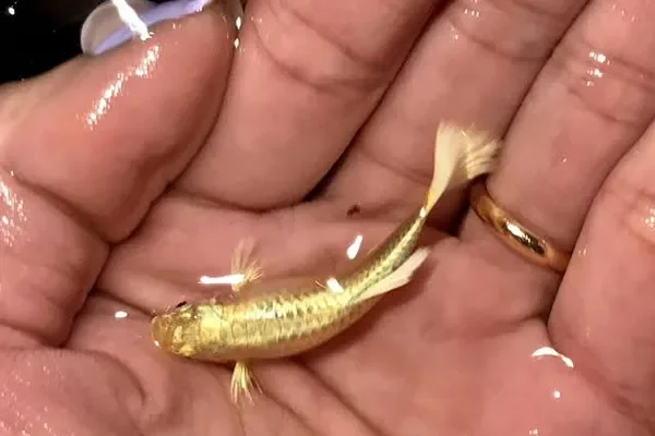 Image of: Vijayachu Gardening & Guppys – Guppy Fish & Gardening Supplies