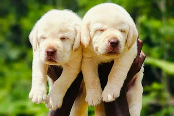 Image of: Xavier Kennel & Pets Hostel – Boarding Services in Nagercoil