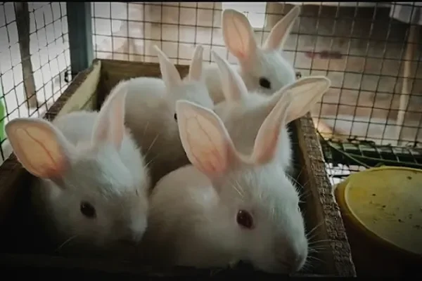 Image of: Xavier Pets Farm – Pet Breeding & Care in Nagercoil