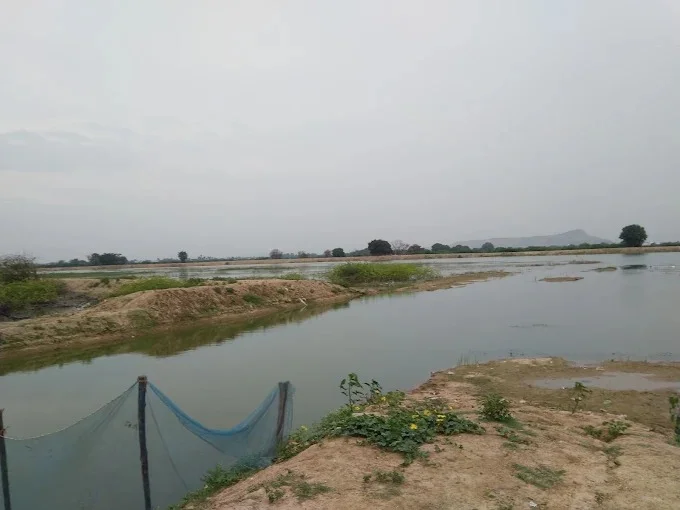 Image of: Kannanendal Lake in Madurai