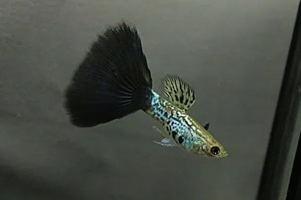 Image of: Mr. Guppies – Vibrant Guppy Breeding in Vellimalai