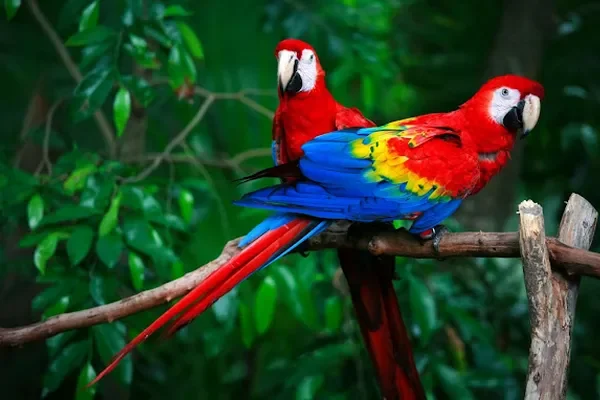 Image of: Sha Pet Farm – Trusted Pet Breeding in Pacode