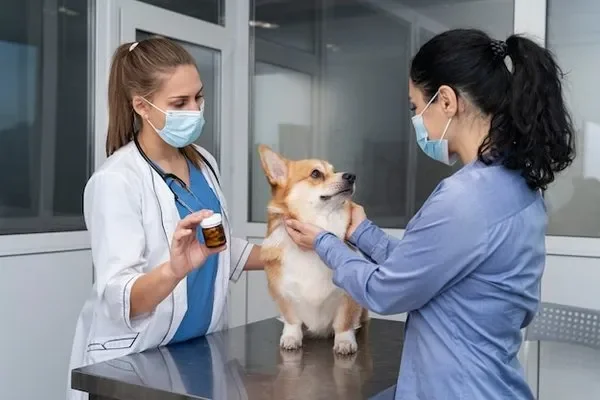 Image of: Top Veterinary Clinic for Quality Pet Care Services