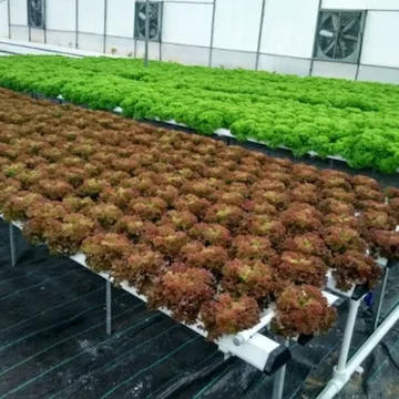 Image of: Green Growth Promoters in Aminjikarai