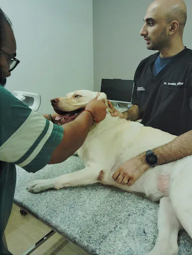 Image of: Animalia Biogenesis Veterinary Speciality Centre In Nandanam 4