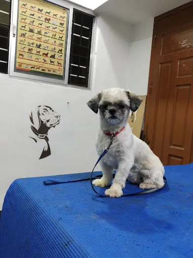 Image of: Bow N Mew Pet Clinic In Kotturpuram 2