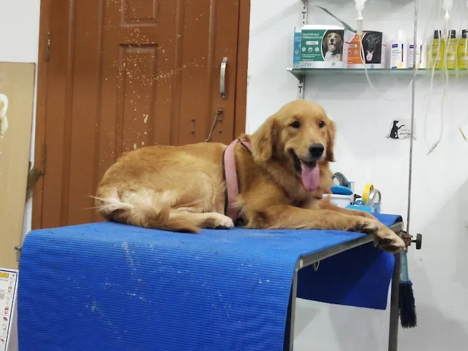 Image of: Bow N Mew Pet Clinic In Kotturpuram 3