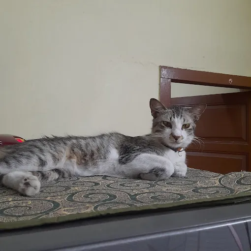 Image of: Dr Sathyas Veterinary Clinic In Chennai 3