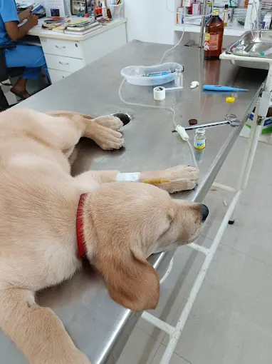 Image of: Dr Sathyas Veterinary Clinic In Chennai