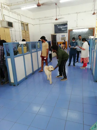 Image of: Madras Veterinary College Hospital Emergency In Choolai
