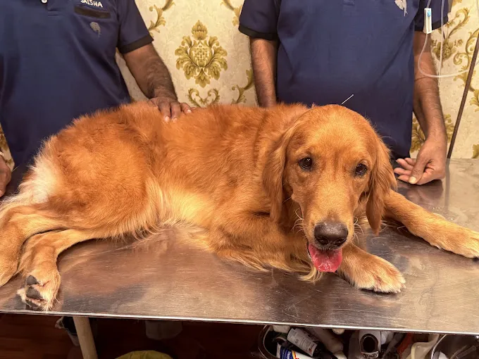 Image of: Saisha Pet Speciality Hospital Pet In Ambattur