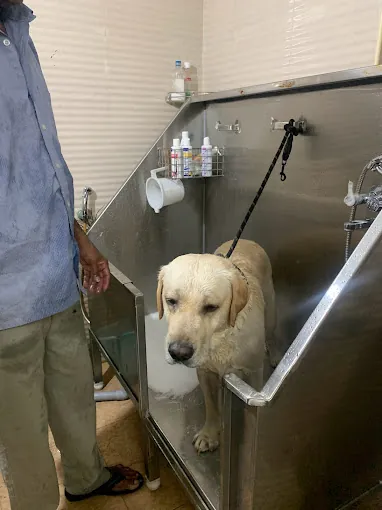 Image of: Saisha Pet Speciality Hospital Pet In Ambattur 2