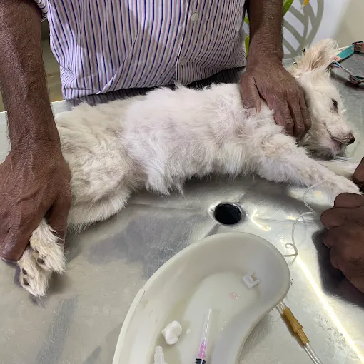 Image of: Saisha Pet Speciality Hospital Pet In Ambattur 3