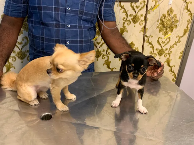 Image of: Saisha Pet Speciality Hospital Pet In Ambattur 6