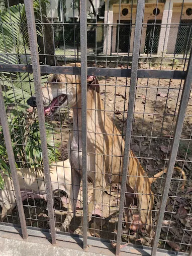 Image of: Veterinary Hospital In Nandanam 4