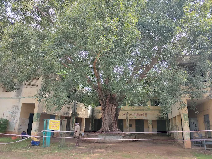 Image of: Maraimalai Adikal Government High School In Pallavaram