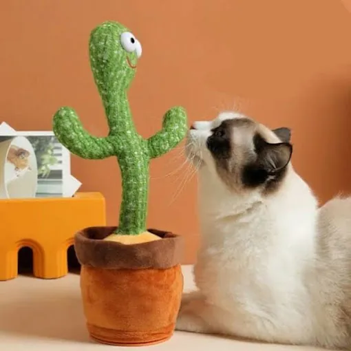 Image of: Dancing Cactus Gift Shop In Chennai