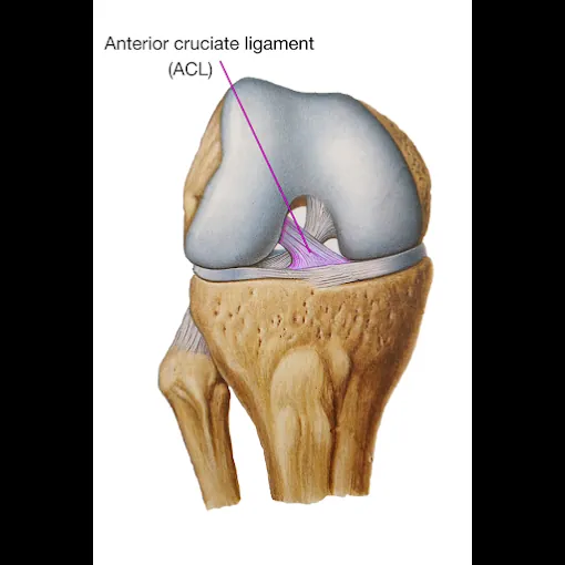 Image of: Knee Ligament Centre Mgm Healthcare In Aminjikarai 4