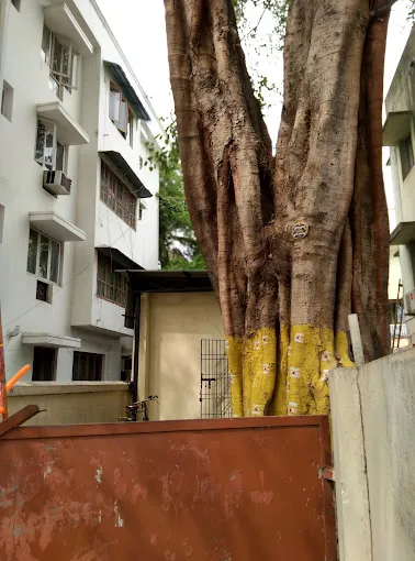 Image of: Dr B Sridhar Acharya Clinic In Kilpauk