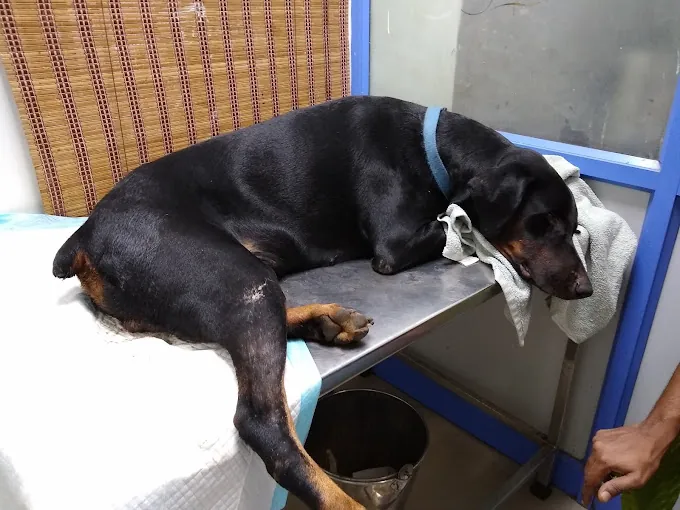 Image of: Jp Pet Speciality Hospital In Adyar 4
