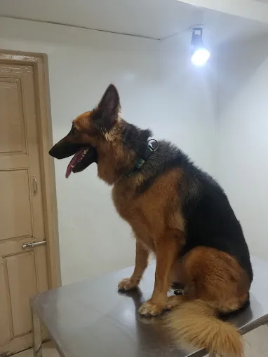 Image of: Jp Pet Speciality Hospital In Adyar 6