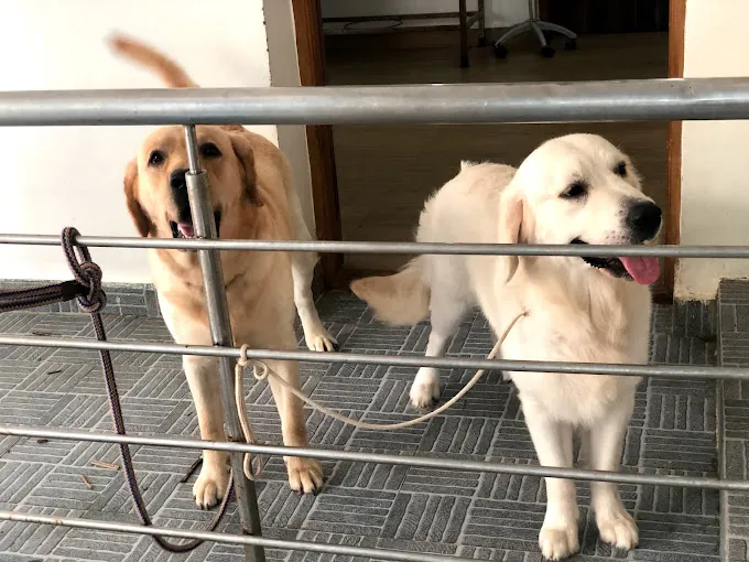 Image of: Jp Pet Speciality Hospital In Adyar 7