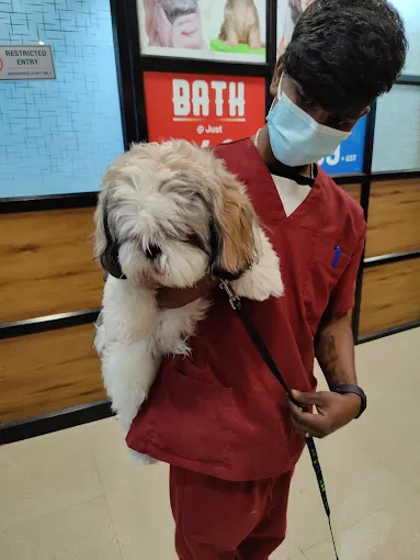 Image of: Sanchu Animal Hospital In Velachery