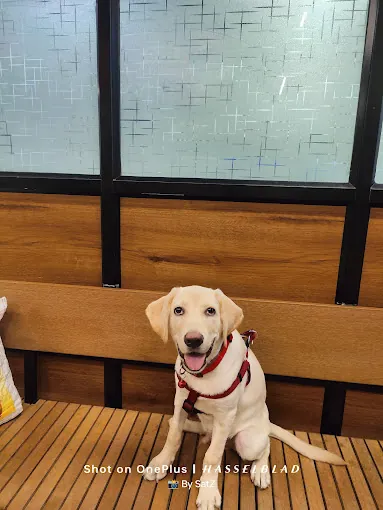 Image of: Sanchu Animal Hospital In Velachery 2