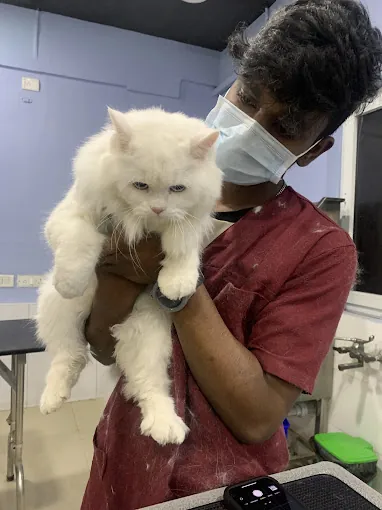 Image of: Sanchu Animal Hospital In Velachery 4