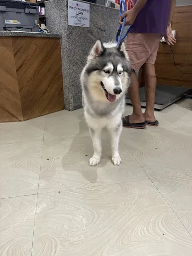 Image of: Sanchu Animal Hospital In Velachery 5